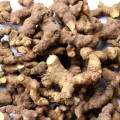 Hochwertiger Rhizoma Polygonati Extract Huang Jing