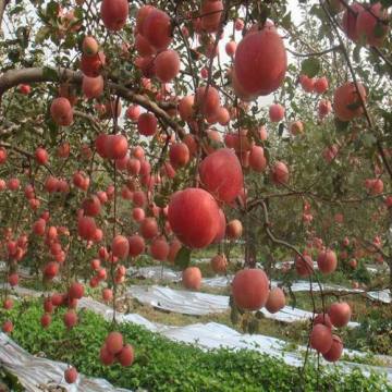 Fresh Apple with High Quality