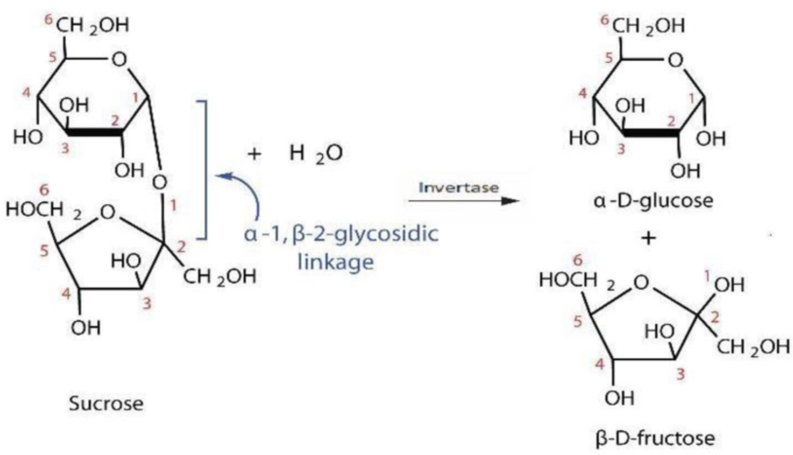 Invertase for Food Processing