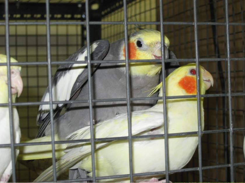 cockatiel-aviary