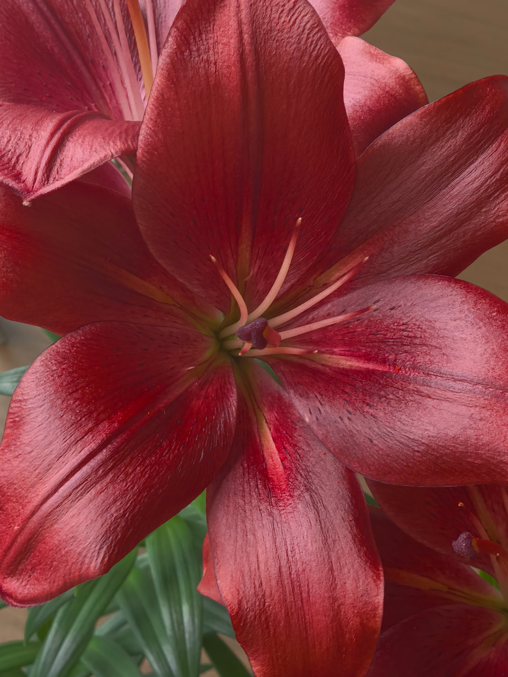 Black Pearl single lily1