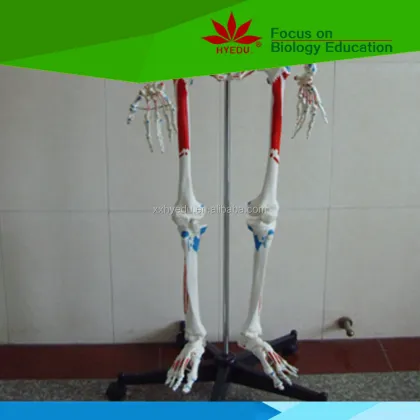 Hand-Painted Human Skeleton Model Showing Muscle Origins and Insertions
