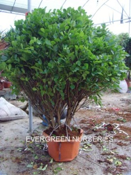 Ficus panda