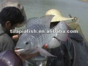 IQF Farm Raised Gutted Scaled whole Tilapia