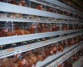 Gabbia di pollo con sistema di acqua automatico