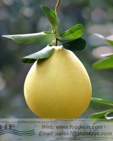 honey pomelo (shaddock) from China(citrus fruit)