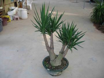 Nolina Recurvata
