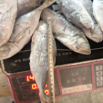 China origin pacific Horse-mackerel