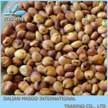 High Quality Grain Sorghum for Alcohol From Liaoning, China
