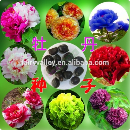 2015 High Quality Peony Seed Paeonia suffruticosa flower seeds For Growing