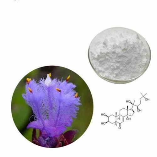 Dew Grass Extract Beta Ecdysone Powder