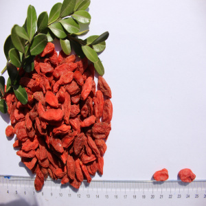 Goji Berry yang berkhasiat berkhasiat nutrisi tinggi