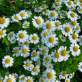 Narural 20: 1 Chamomile Extract Powder