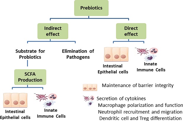 Prebiotics Effects Jpg