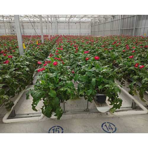 Floral Planting Multi Type Agricultural Planting Greenhouse
