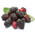 Mulberry Extract Fruit Powder