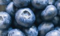 Ekstrak Blueberry 25% Serbuk Anthocyanins Antioksidan