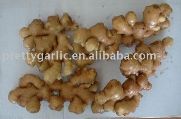 China Fresh Ginger