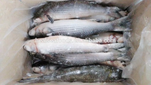 Chinese Grey Mullet Factoy Price