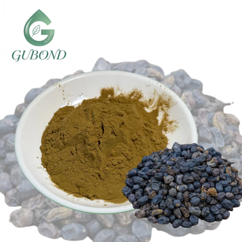 مستخلص Ligustrum Lucidum للمكملات الغذائية
