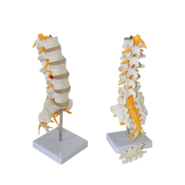 Darhmmy Medical PVC Lumbale skeletmodel Set