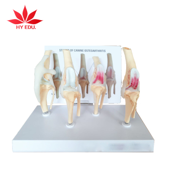 Popular Medical Model: Dog Knee Joint for Biological Studies