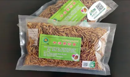 best parrot feed mealworm