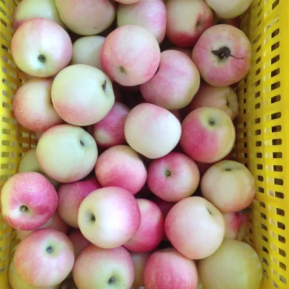 fresh chinese apple fruit gala apple red star apple