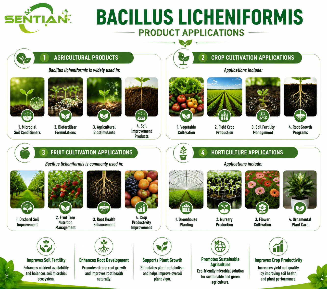 Bacillus licheniformis（2）