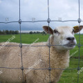 Cattle Fence Farm Fence Australia / Canada Standard