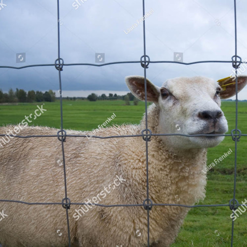 Kualitas tinggi Galvanis Anyaman Kawat Rusa Pertanian Pagar untuk Kambing Pertanian