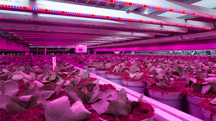 Vreugdenberg-led-grow-light Vreugdenberg-led-grow-light