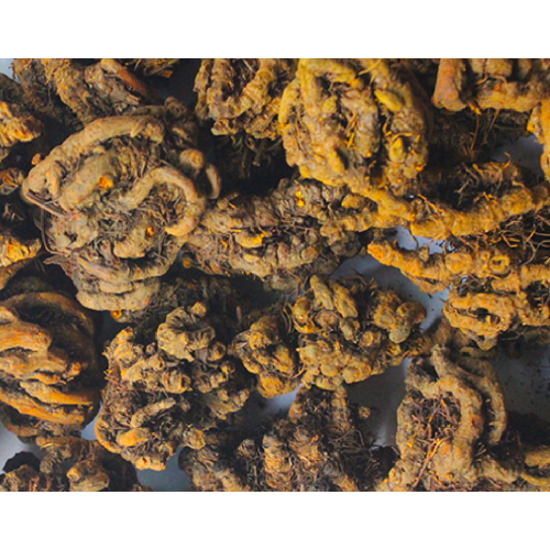 High quality Chinese herbal medicine Huanglian