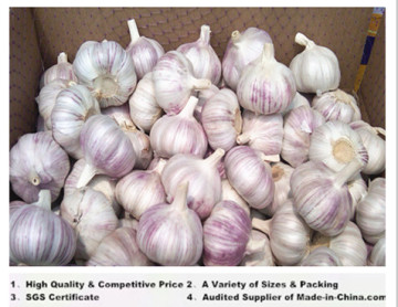 Fresh Pure White&Normal White Garlic