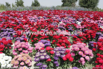 High Germination Callistephus chinensis seeds China Aster Seeds For Growing