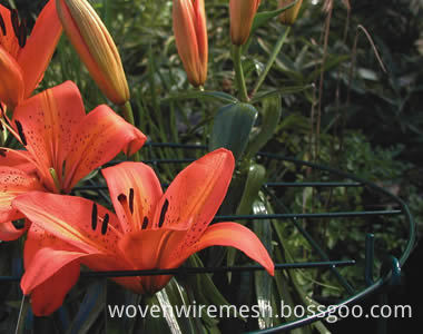 grow-through-plant-support-lily