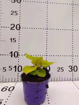 caladium lvhe living plants