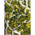 তেল পেইন্টিং ডেইজি স্প্রে chrysanthemum