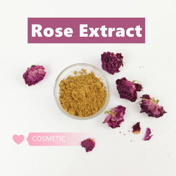 Natural Rose Flower Extract Instant Powder