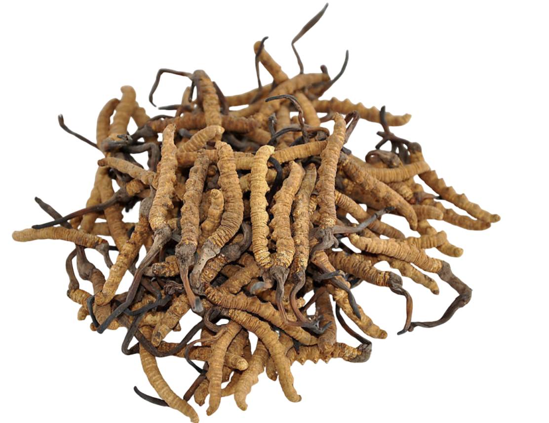 Cordycepin Powder Supplier