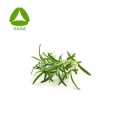 Carnosol 98 ٪ Rosemary Extract Powder CAS No. 20283-92-5