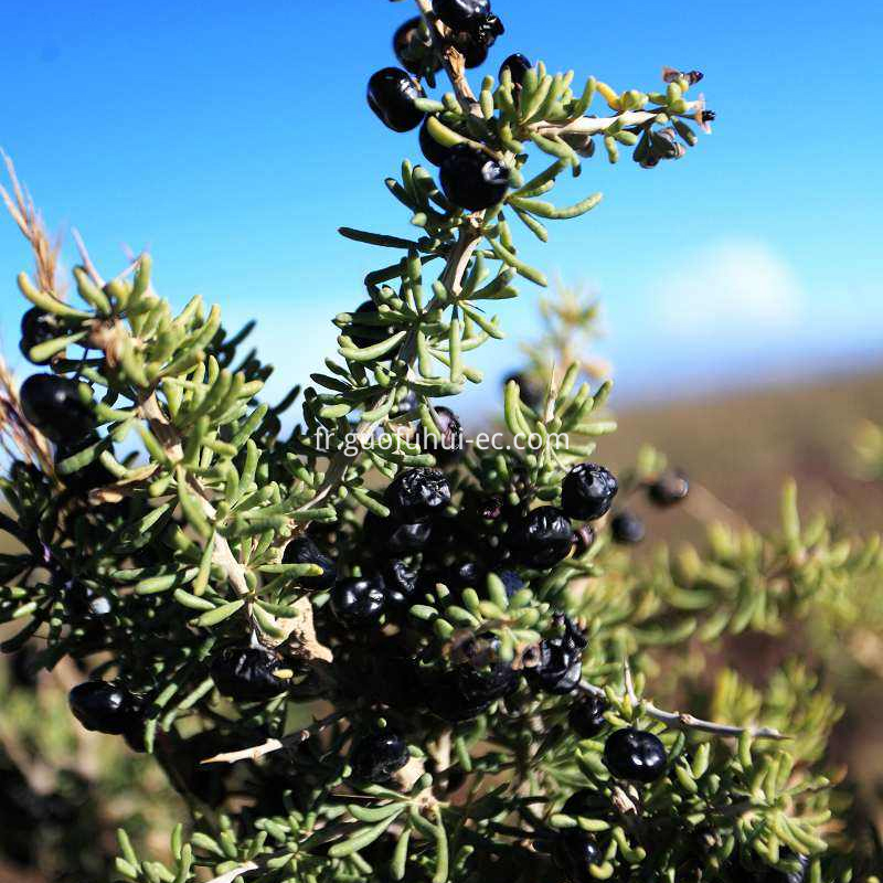 Qinghai Chaidamu Black Goji Berry