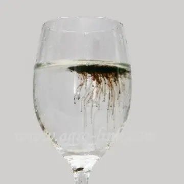 Premium grade 100% water soluble potassium humate contains 15% Fulvic acid