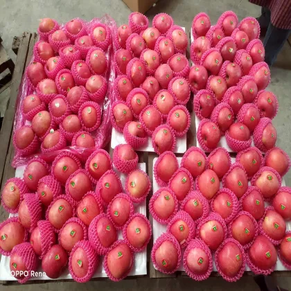 blush red fuji apples