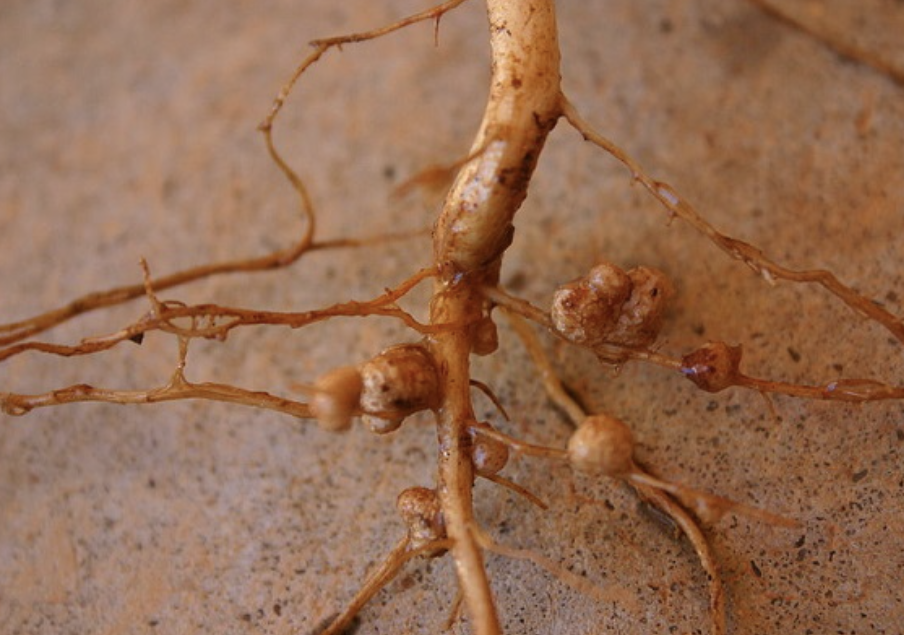 Nitrogen Fixing Microorganism