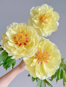 Golden Yellow Bartzella Peony Blooms for Elegant Gardens