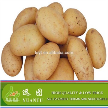 China Origin Holland Potato