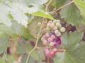 Frische rote Traube der wirtschaftlichen Ernte