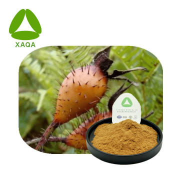 Rosa Canina Extract Plant Fructus Rosae Laevigatae Powder