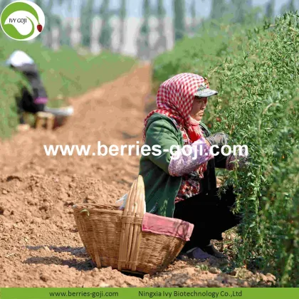 Factory Supply Fruits Sun Dried Nature Goji Berry